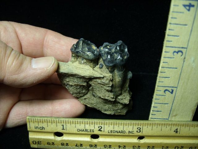 "CHRISTMAS IS COMING SALE"  Tapir "Fossil Molars" (020421e)