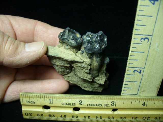 "CHRISTMAS IS COMING SALE"  Tapir "Fossil Molars" (020421e) - Image 3