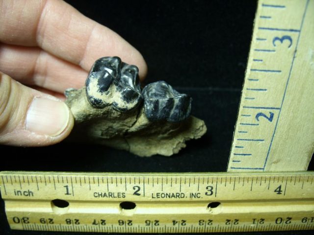 "CHRISTMAS IS COMING SALE"  Tapir "Fossil Molars" (020421e) - Image 2