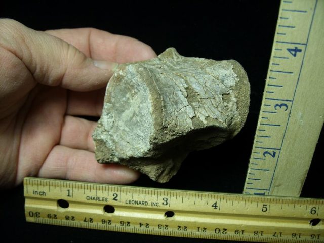 Phytosaur fossil vertebrae (020421j)