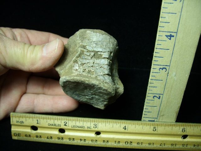 Phytosaur fossil vertebrae (020421j) - Image 2