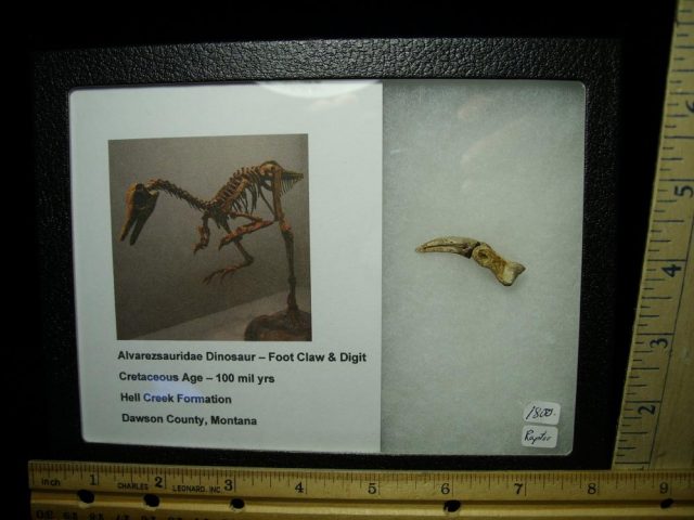 Dinosaur Foot Claw (020421k) - Image 6