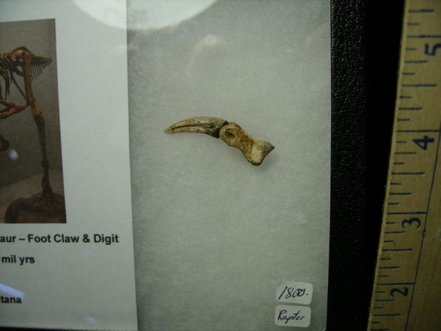 Dinosaur Foot Claw (020421k) - Image 2