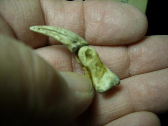 Dinosaur Foot Claw (020421k) - Image 3