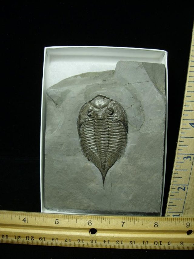 Dalmanites Trilobite (020421a)
