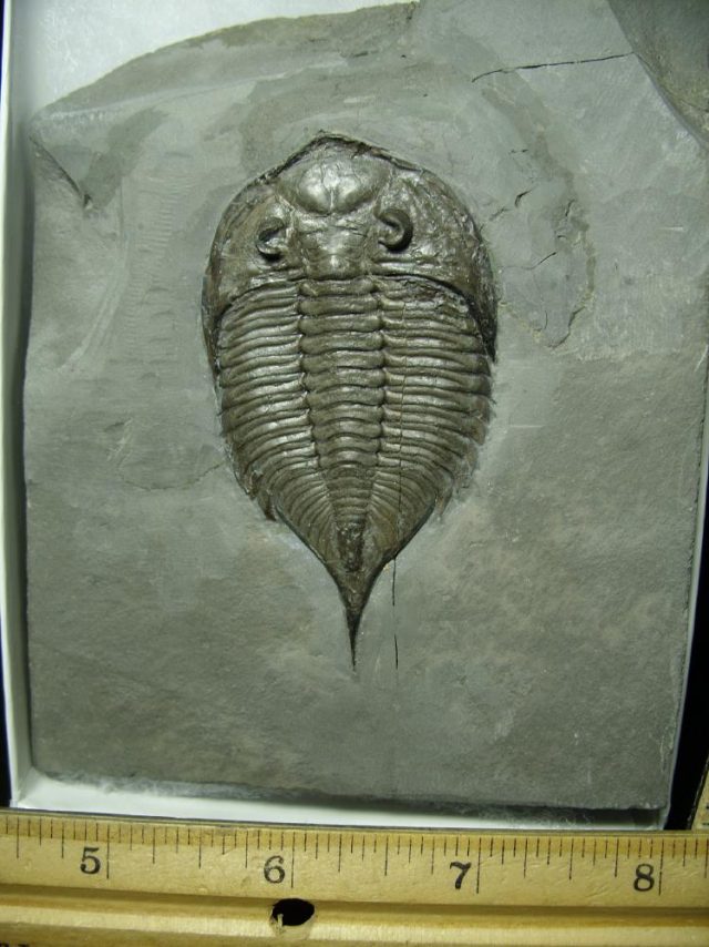 Dalmanites Trilobite (020421a) - Image 2