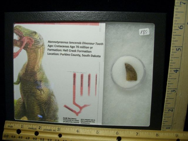 Nannotyrannus lancensis Dinosaur Tooth (020521a)....ON HOLD for BRANDON 09/13/21