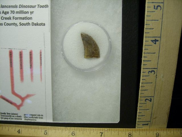 Nannotyrannus lancensis Dinosaur Tooth (020521a)....ON HOLD for BRANDON 09/13/21 - Image 2