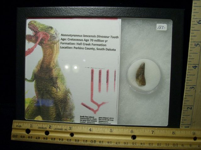 Nannotyrannus lancensis Dinosaur Tooth (020521b)....ON HOLD for BRANDON 09/13/21