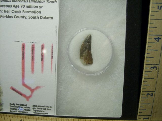 Nannotyrannus lancensis Dinosaur Tooth (020521b)....ON HOLD for BRANDON 09/13/21 - Image 2