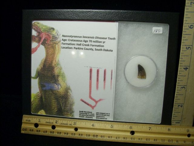 Nannotyrannus lancensis Dinosaur Tooth (020521c).... ON HOLD for BRANDON  09/13/21