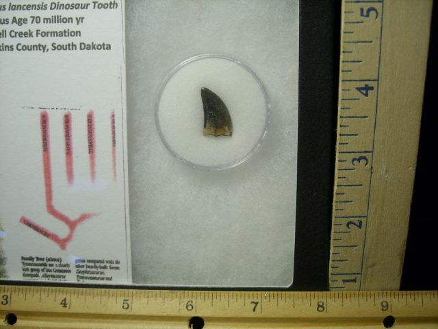 Nannotyrannus lancensis Dinosaur Tooth (020521c).... ON HOLD for BRANDON  09/13/21 - Image 2
