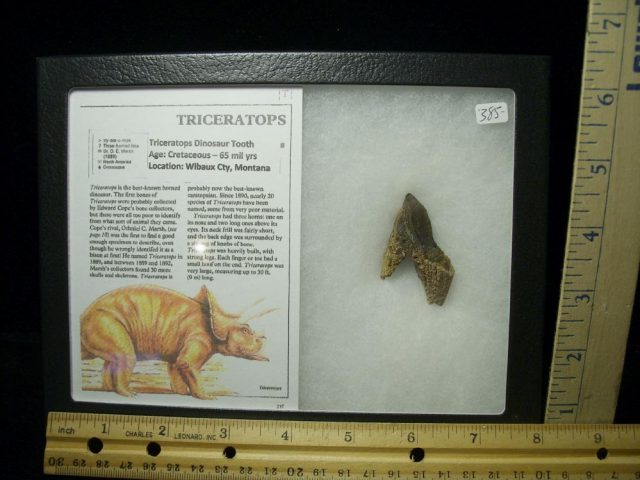 <span style="color: #ff0000;"> *END OF YEAR SPECIAL OFFER*   **SUPER PRICE REDUCTION** Triceratops Dinosaur Tooth (020521d)