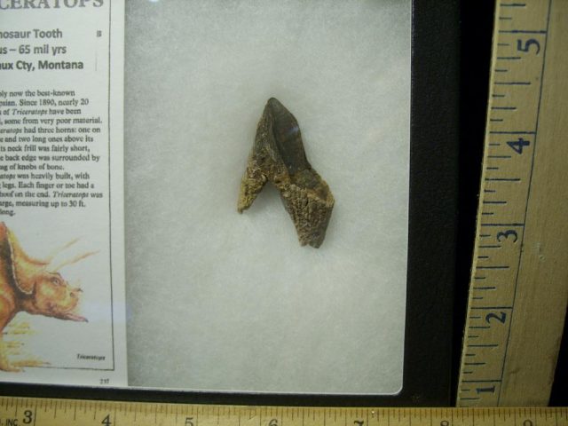 <span style="color: #ff0000;"> *END OF YEAR SPECIAL OFFER*   **SUPER PRICE REDUCTION** Triceratops Dinosaur Tooth (020521d) - Image 2
