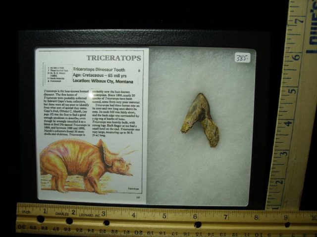 <span style="color: #ff0000;"> *END OF YEAR SPECIAL OFFER*   **SUPER PRICE REDUCTION**  Triceratops Dinosaur Tooth (020521e)