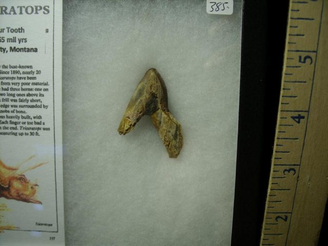 <span style="color: #ff0000;"> *END OF YEAR SPECIAL OFFER*   **SUPER PRICE REDUCTION**  Triceratops Dinosaur Tooth (020521e) - Image 2