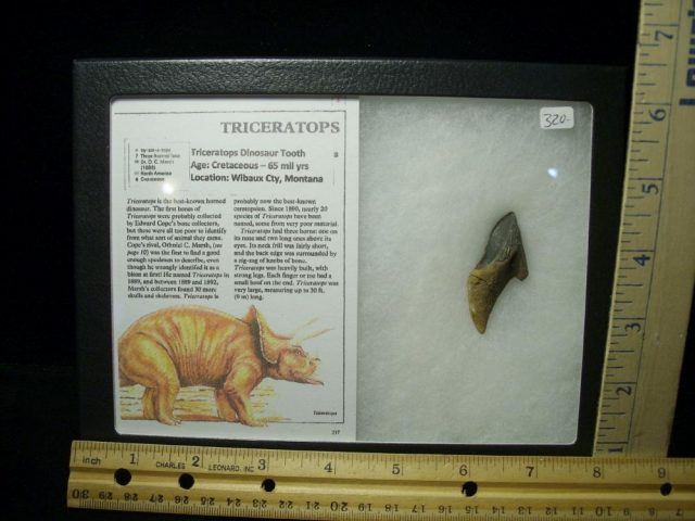 Triceratops Dinosaur Tooth (020521f)