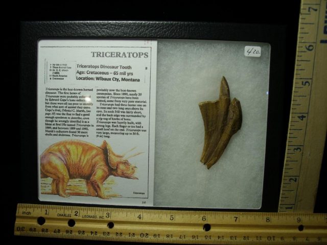 <span style="color: #ff0000;"> *END OF YEAR SPECIAL OFFER*   **SUPER PRICE REDUCTION** Triceratops Dinosaur Tooth (020521g)
