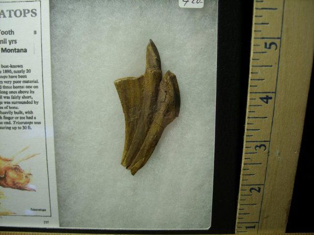 <span style="color: #ff0000;"> *END OF YEAR SPECIAL OFFER*   **SUPER PRICE REDUCTION** Triceratops Dinosaur Tooth (020521g) - Image 2