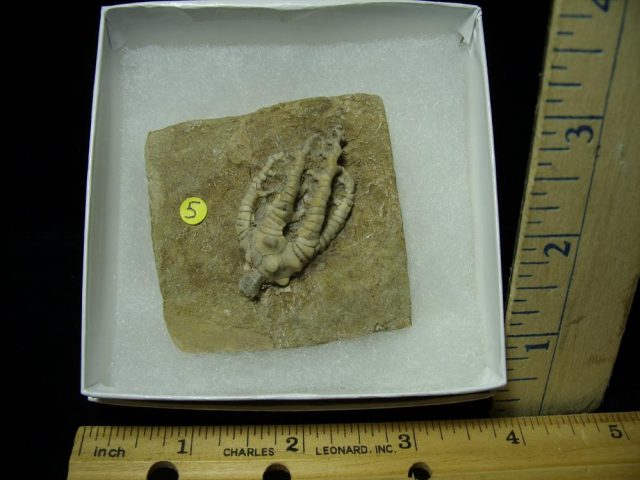 Indiana Fossil Crinoid  (020621c)