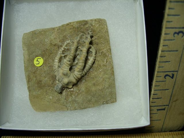 Indiana Fossil Crinoid  (020621c) - Image 2