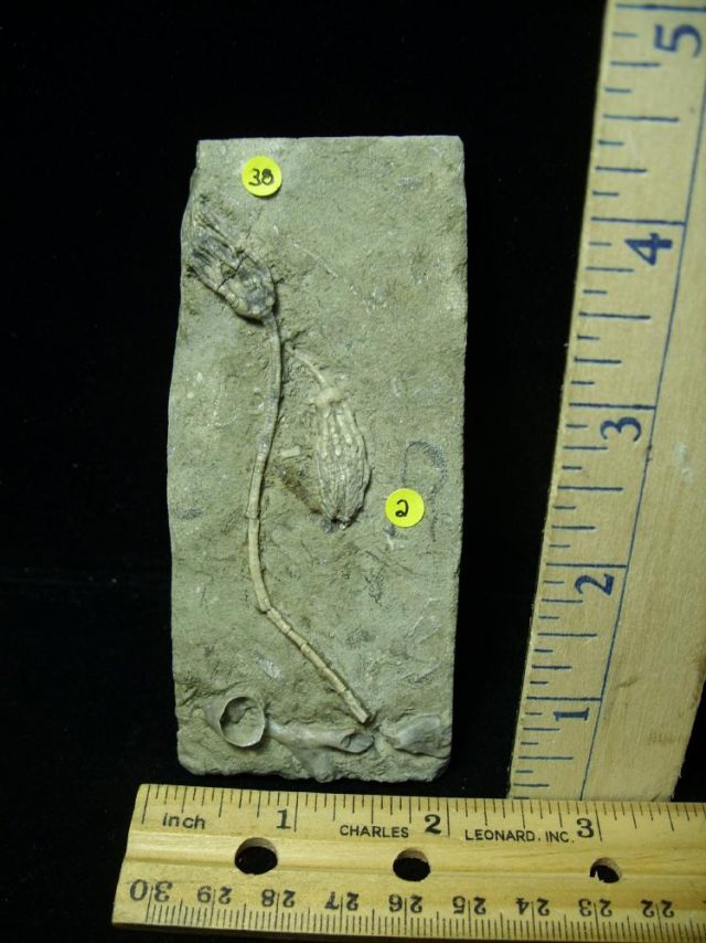 Indiana Fossil Crinoids  (020621d)
