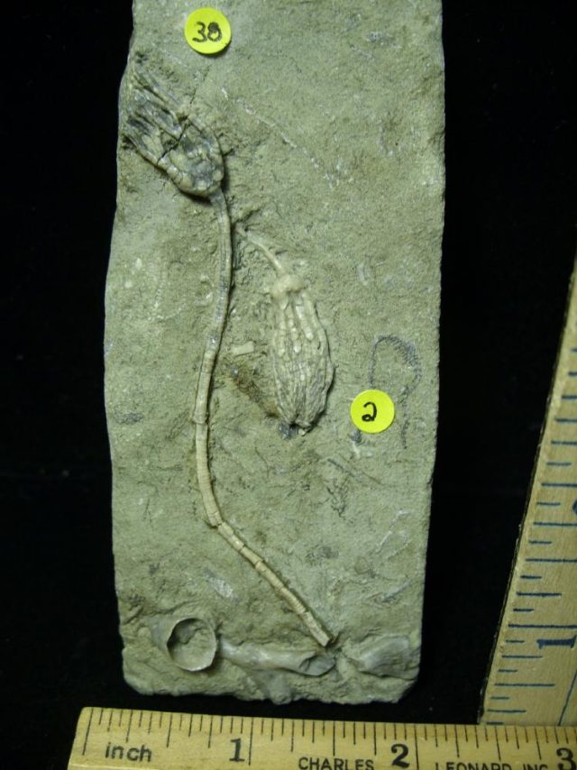 Indiana Fossil Crinoids  (020621d) - Image 2