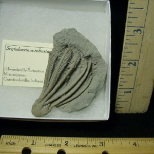 Indiana Fossil Crinoid  (020621f)