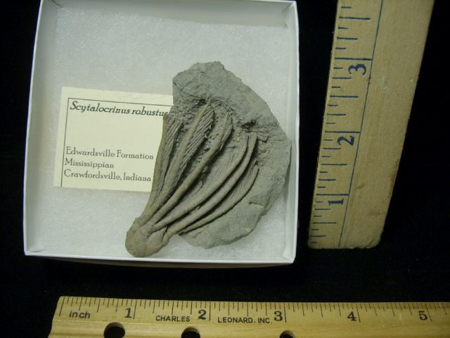Indiana Fossil Crinoid  (020621f)