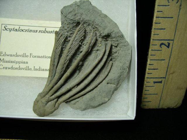 Indiana Fossil Crinoid  (020621f) - Image 2