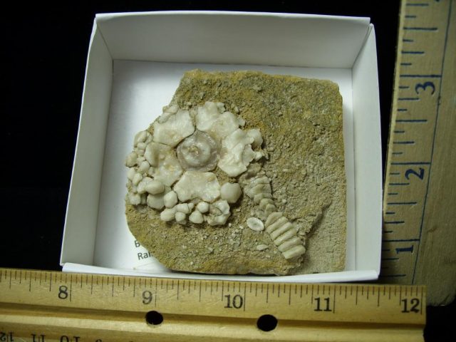 Fossil Crinoid  (020621m)