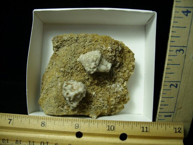 Fossil Crinoid  (020621n)