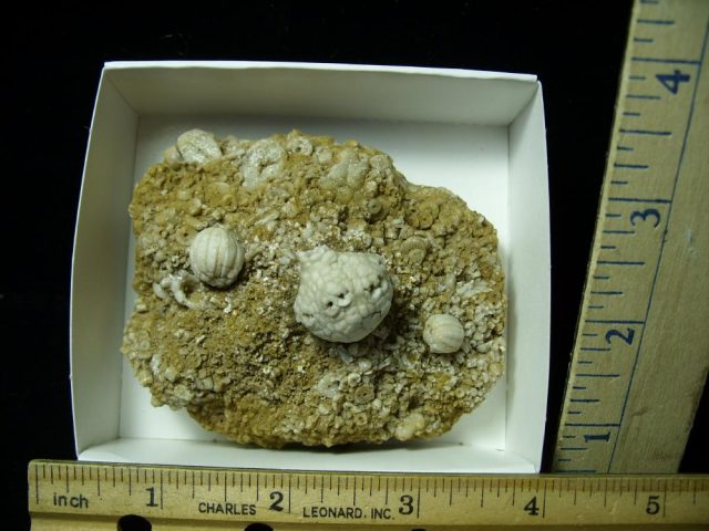 Fossil Crinoid & Blastoid Heads (020721b)