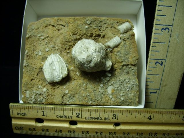 Fossil Crinoid & Blastoid Heads (020721c)* “SPECIAL - BELOW DEALER COST ” *