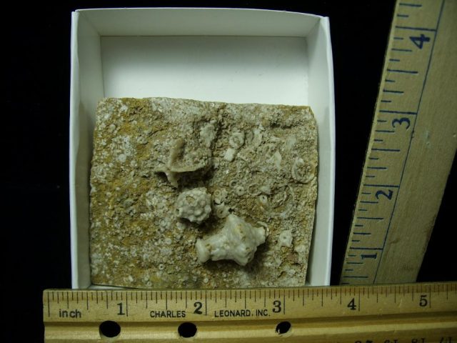 Fossil Crinoid Heads (020721d)