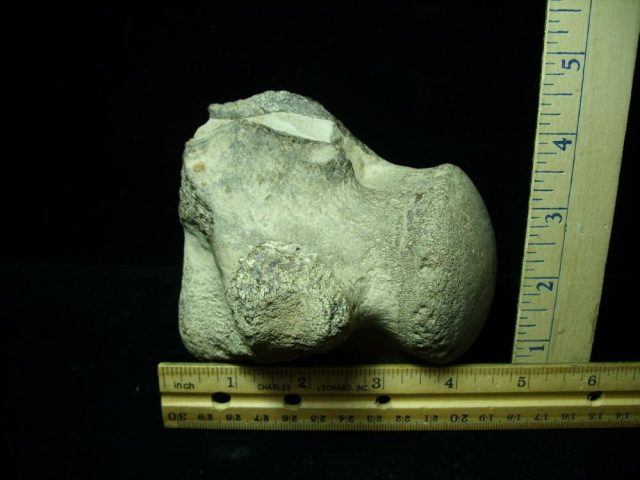 Large Tylosaurus fossil vertebrae (020721m)