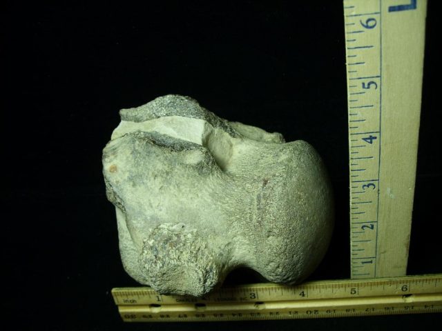 Large Tylosaurus fossil vertebrae (020721m) - Image 2