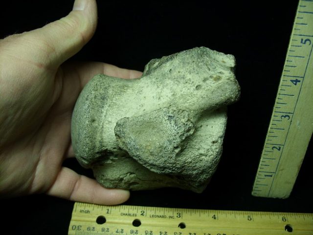 Large Tylosaurus fossil vertebrae (020721m) - Image 3