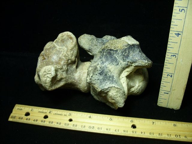 Two Large Tylosaurus fossil vertebrae (020721n)