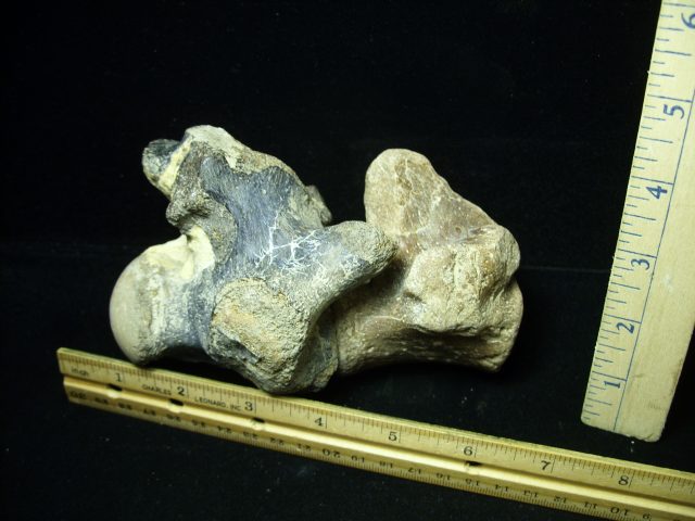 Two Large Tylosaurus fossil vertebrae (020721n) - Image 2