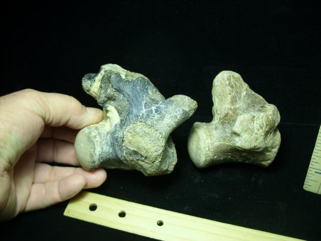 Two Large Tylosaurus fossil vertebrae (020721n) - Image 3