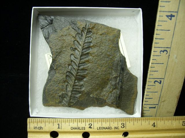 Fossil Fern Neuropteris (020821a) 