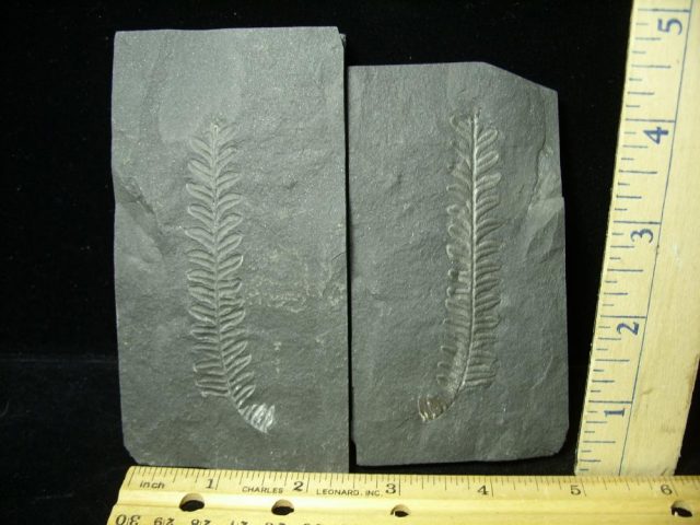 Positive & Negative Fern Fossil (020821e) )  "ON HOLD for MATT R till Feb 2/9/21"