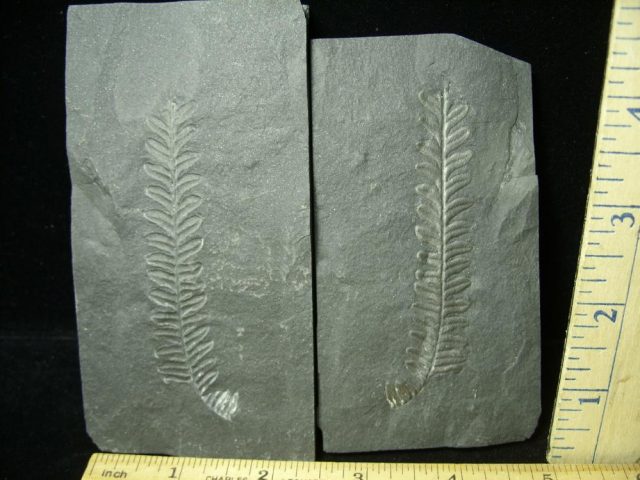Positive & Negative Fern Fossil (020821e) )  "ON HOLD for MATT R till Feb 2/9/21" - Image 2