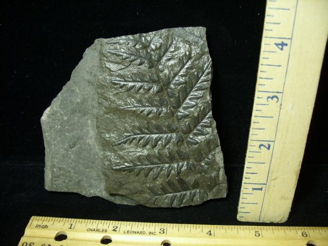 Fossil Fern  (020821g) ....."ON HOLD for MATT R till Feb 2/9/21"