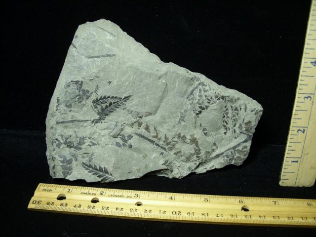 Fossil Ferns and Plants  (020821h) 