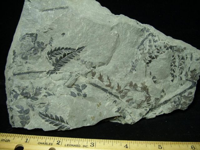 Fossil Ferns and Plants  (020821h)  - Image 2