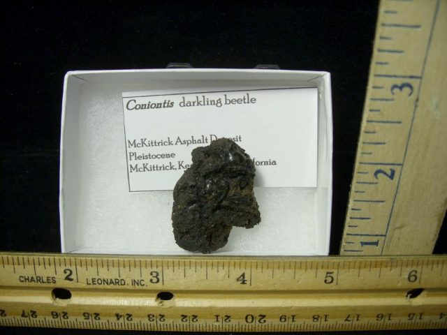 Rancho La Brea Formation Tar Pit Insects (020821j) - Image 2
