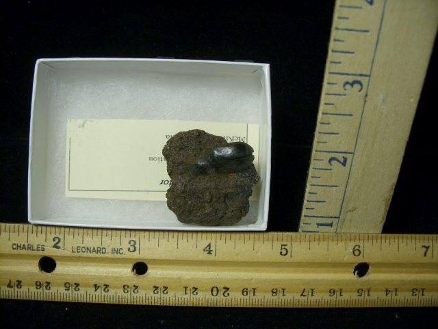 Rancho La Brea Formation Tar Pit Beetle (020821k) - Image 2
