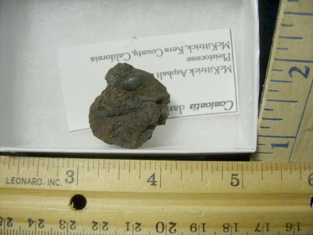 Rancho La Brea Formation Tar Pit Beetle (020921b) - Image 2